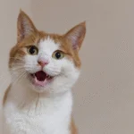 3 Coisas que todo dono de gato deve ter