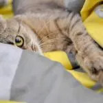 Gato transmite doenças aos humanos? Tire suas dúvidas sobre esse tema curioso