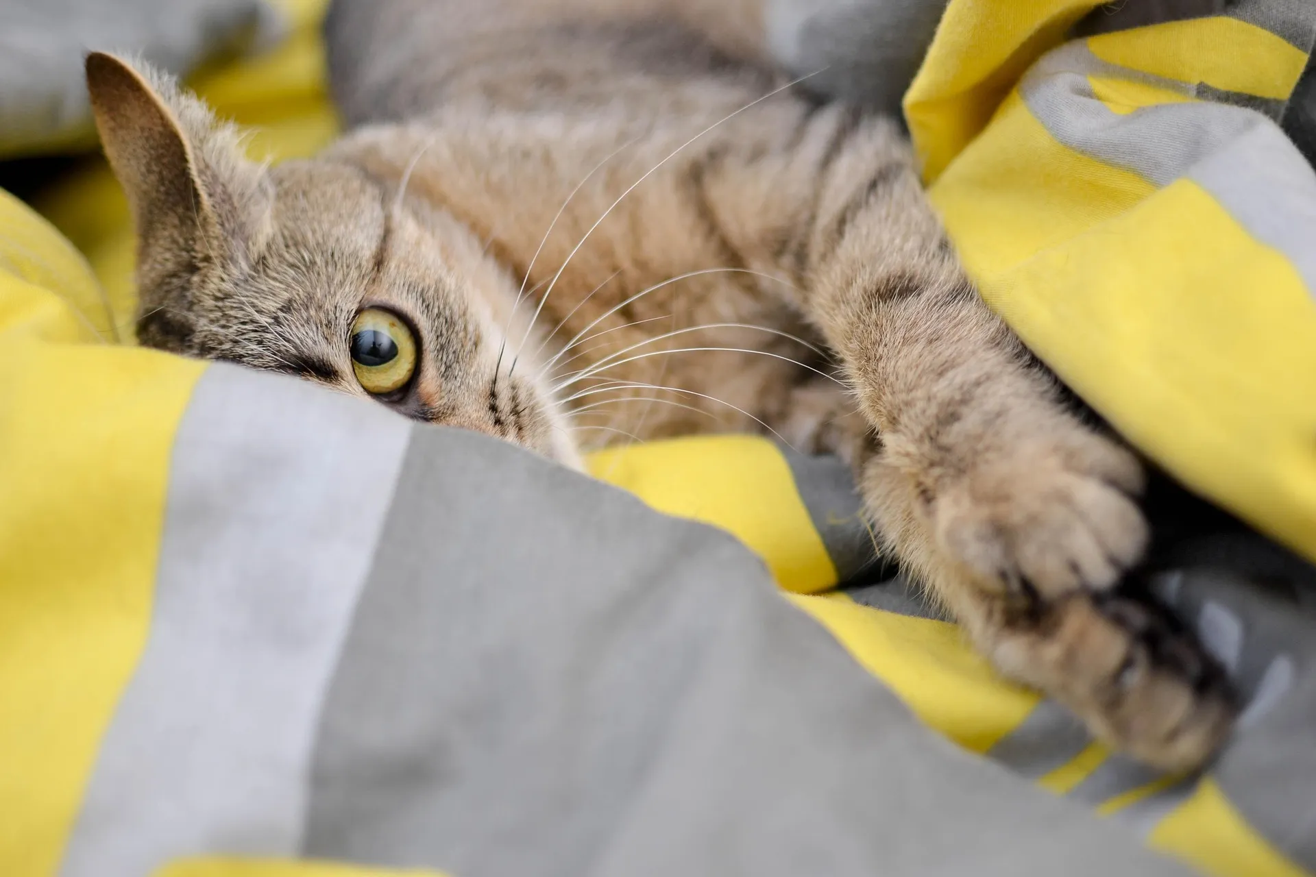 gato
