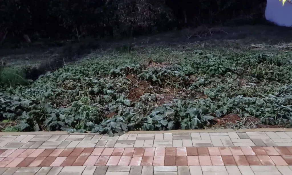 Temperaturas baixas e geada nas primeiras horas; previsão indica continuidade do frio intenso nos próximos dias