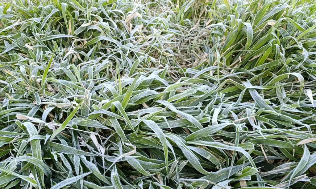 Temperaturas baixas e geada nas primeiras horas; previsão indica continuidade do frio intenso nos próximos dias