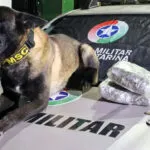 Droga conhecida como Skunk é apreendida na rodoviária de Dionísio Cerqueira