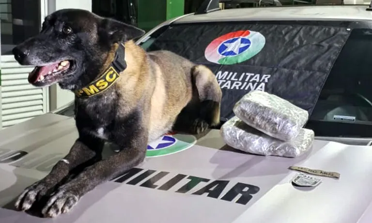 Droga conhecida como Skunk é apreendida na rodoviária de Dionísio Cerqueira