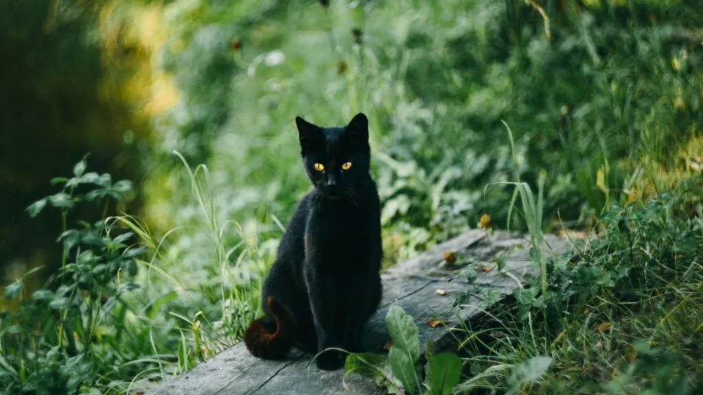 3 coisas para NÃO fazer na Sexta-Feira 13 1 coisas para NÃO fazer na Sexta-Feira 13