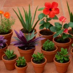 Crie um jardim maravilhoso: 13 plantas lindas e fáceis de cuidar que você pode obter no sítio