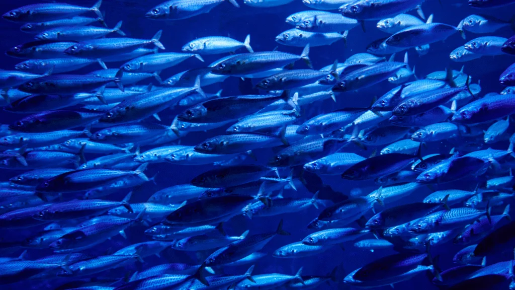 Pesquisadores da Universidade Federal de Santa Catarina (UFSC) identificaram a presença de microplásticos em organismos marinhos da costa catarinense.