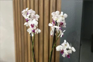 Orquídeas: Conheça 10 variedades que encantam com dicas para florescer o ano inteiro