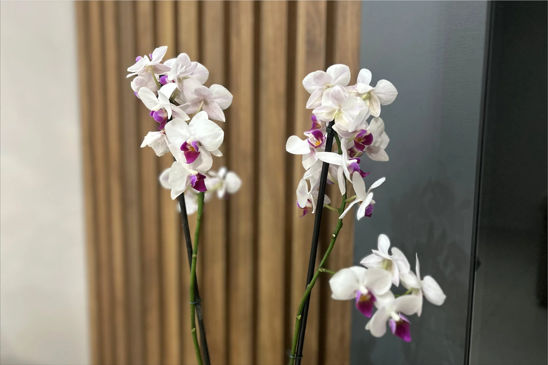 orquideas