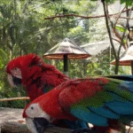 Brasil registra recorde de visitas em parques ambientais em 2024