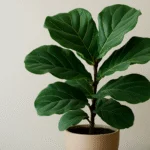 Adeus, tédio: 9 plantas exóticas e resistentes para transformar sua casa