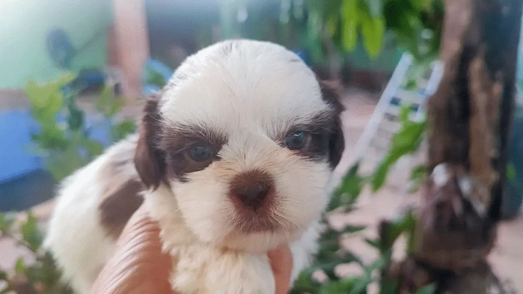 shih tzu 1