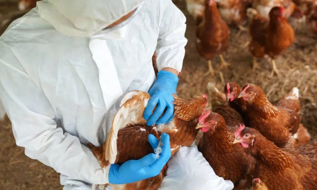 Governo informa que pelo menos 17 países retomaram por completo a compra de proteína brasileira após 28 dias sem confirmação de novos casos de Gripe aviária