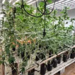 Imóvel de alto padrão servia como laboratório de drogas em SC