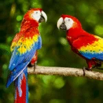 A arara para o Brasil