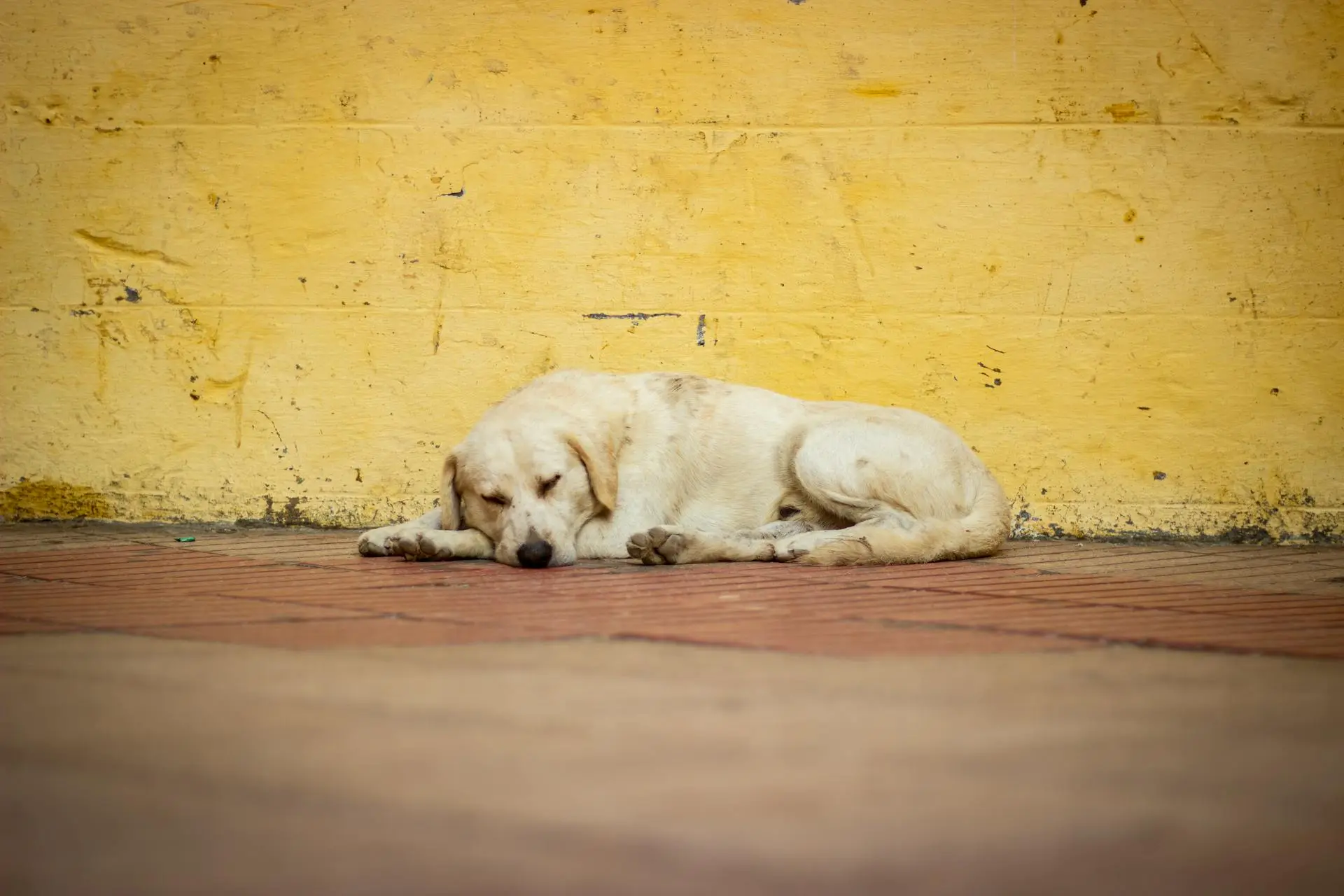 abandonados