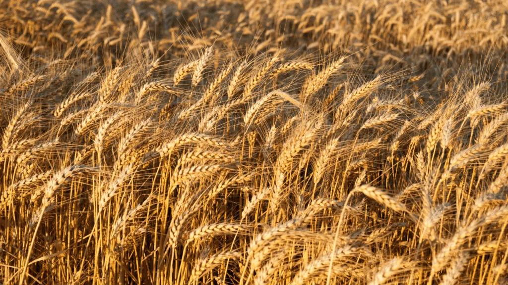 Plantio de trigo é concluído no Paraná com alta estimada de 16% na produção 3 Paraná encerra plantio de trigo em 833,4 mil hectares e projeta safra 16% maior que a anterior, apesar de impactos climáticos recentes.