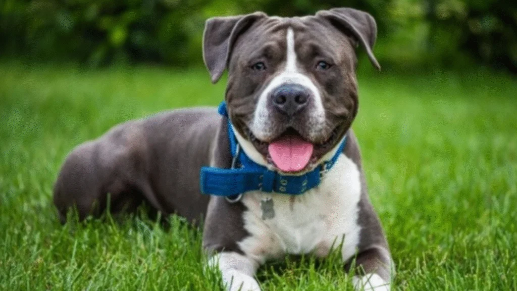 O Governo de Santa Catarina publicou nesta quarta-feira (9) um decreto que regulamenta a lei estadual de 2007 relacionada à criação, comercialização e circulação de cães da raça pit bull e de outras raças consideradas derivadas. 