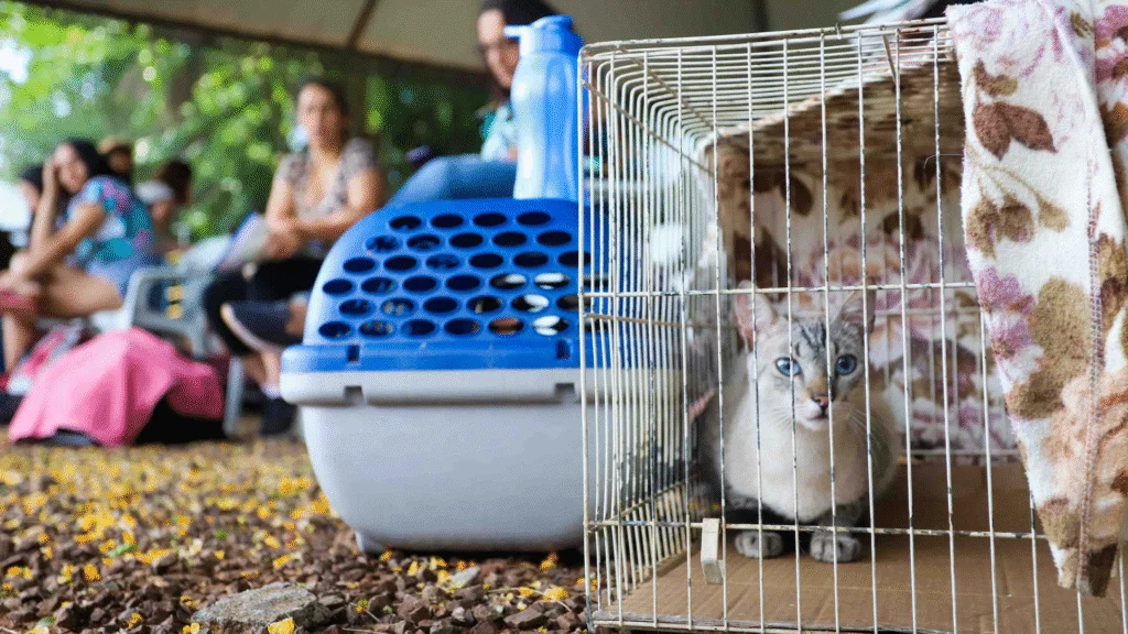 CastraPet Paraná avança no Sudoeste: Barracão e Bom Jesus do Sul passam a Integrar o programa de esterilização animal