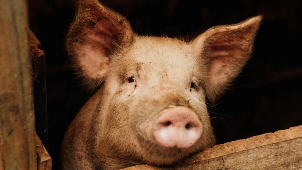Santa Catarina alcança recorde na exportação de carne suína com mais de R$ 4,9 bilhões em receita no primeiro semestre de 2025, impulsionada pela demanda asiática.