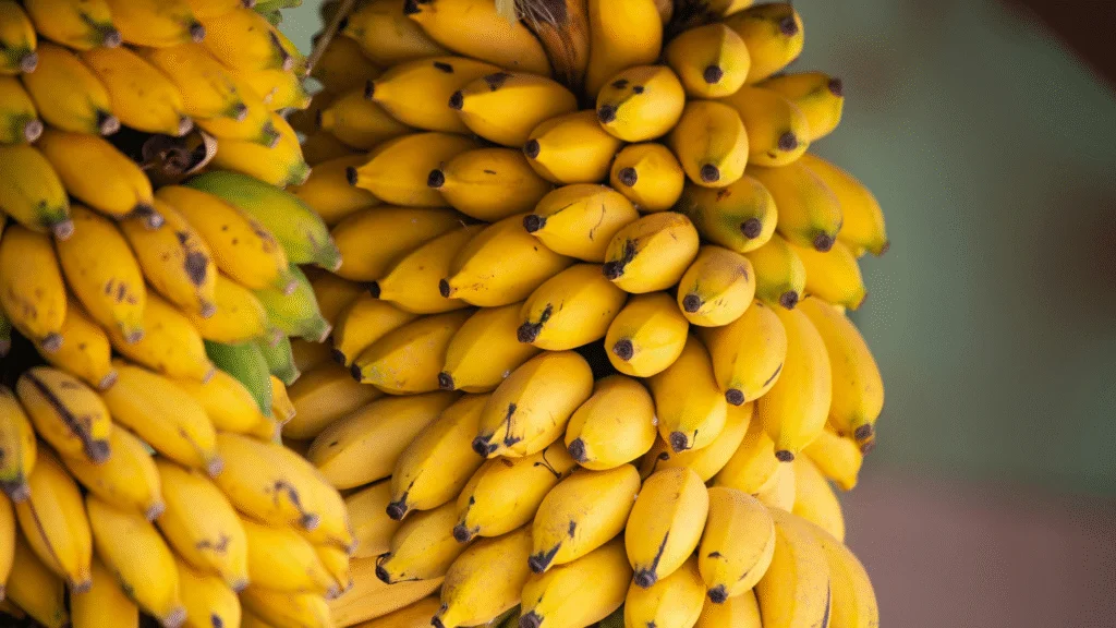 Santa Catarina projeta uma safra recorde de banana para 2025, com estimativa de produção de 768 mil toneladas, resultado de um aumento de 17,5% em relação ao ciclo anterior. Esse crescimento é atribuído, principalmente, à ampliação da área cultivada no estado, que passou para 28,4 mil hectares.