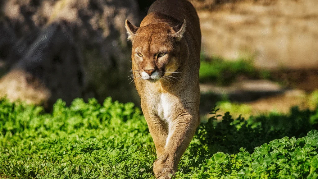 Criança de quatro anos é atacada por puma em trilha no Parque Nacional Olímpico, nos EUA