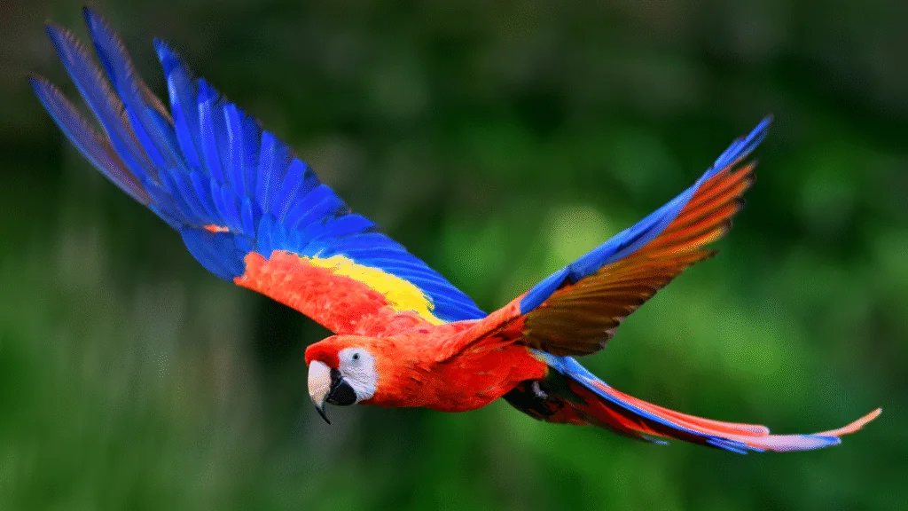 arara