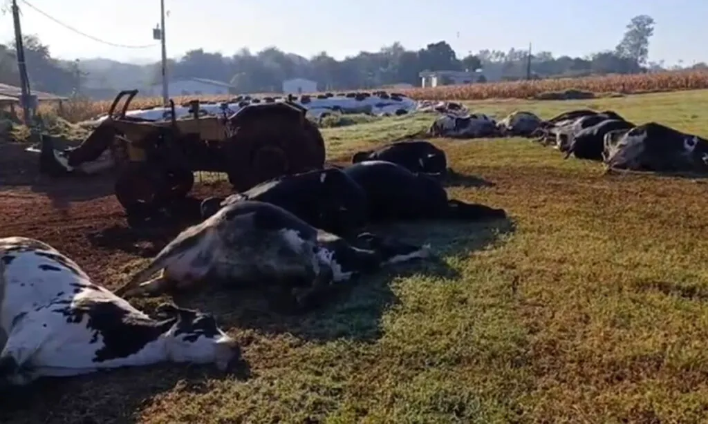 Prejuízo ao produtor rural foi de aproximadamente R$ 480 mil. As vacas da raça holandesa morreram em uma propriedade no Distrito de Iguiporã