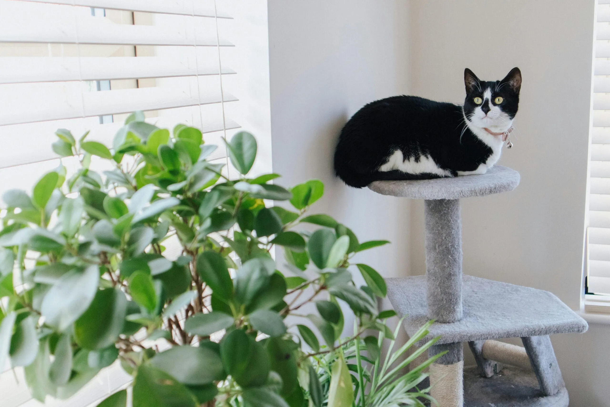 gatos scaled