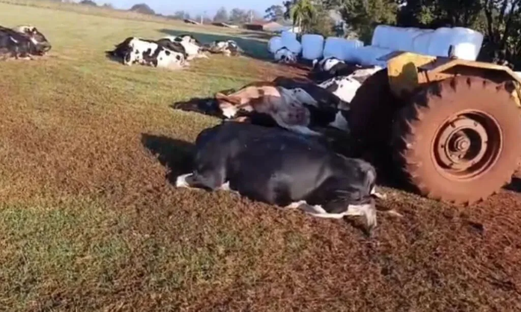 Prejuízo ao produtor rural foi de aproximadamente R$ 480 mil. As vacas da raça holandesa morreram em uma propriedade no Distrito de Iguiporã