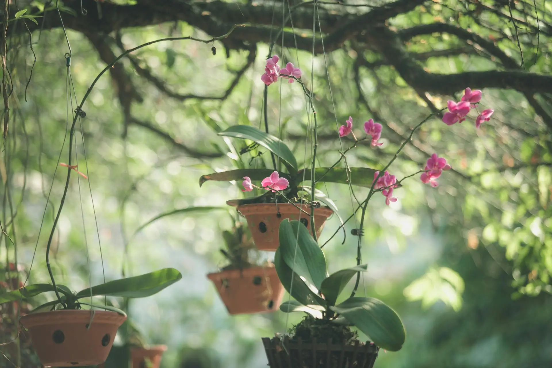 jardins