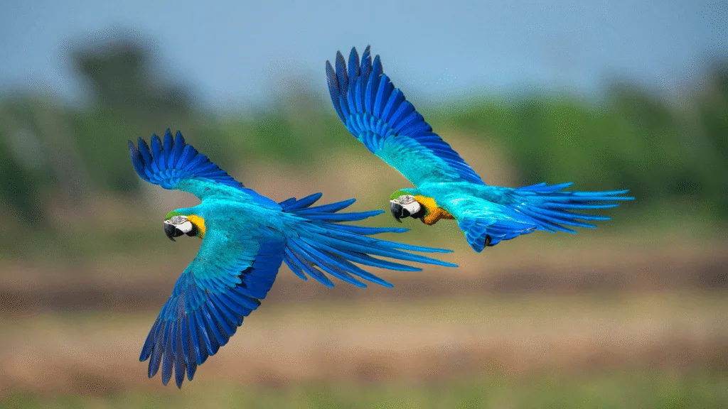 arara