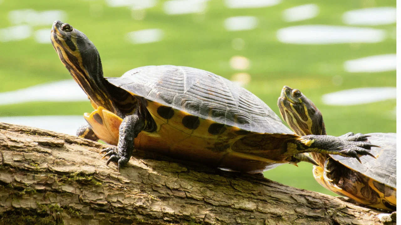 O fascinante mundo das tartarugas: 9 curiosidades que você nunca imaginou: 3 Descubra curiosidades fascinantes sobre as tartarugas: animais ancestrais, longevos e essenciais para o equilíbrio da natureza.