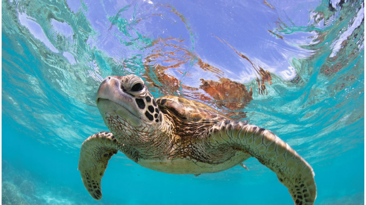 O fascinante mundo das tartarugas: 9 curiosidades que você nunca imaginou: 6 Heloisa L 5