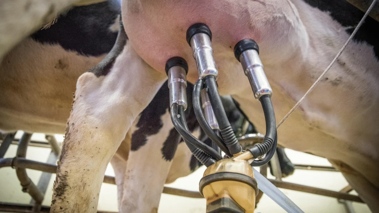 Seminário em São José do Cedro vai debater a cadeia produtiva do leite 3 Seminário em São José do Cedro vai debater desafios e oportunidades da cadeia produtiva do leite em Santa Catarina com especialistas e agricultores.