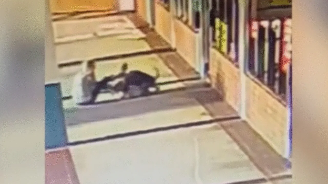 Idosa de 70 anos morde pit bull para proteger seu cachorro de 14 anos