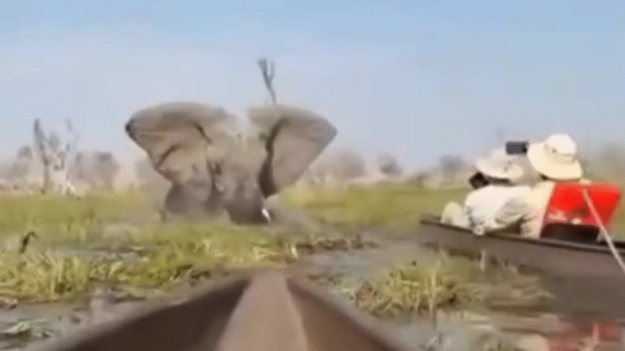 Turistas são atacados por elefanta em passeio de canoa no Delta do Okavango 1 Turistas são atacados por elefanta em passeio de canoa no Delta do Okavango