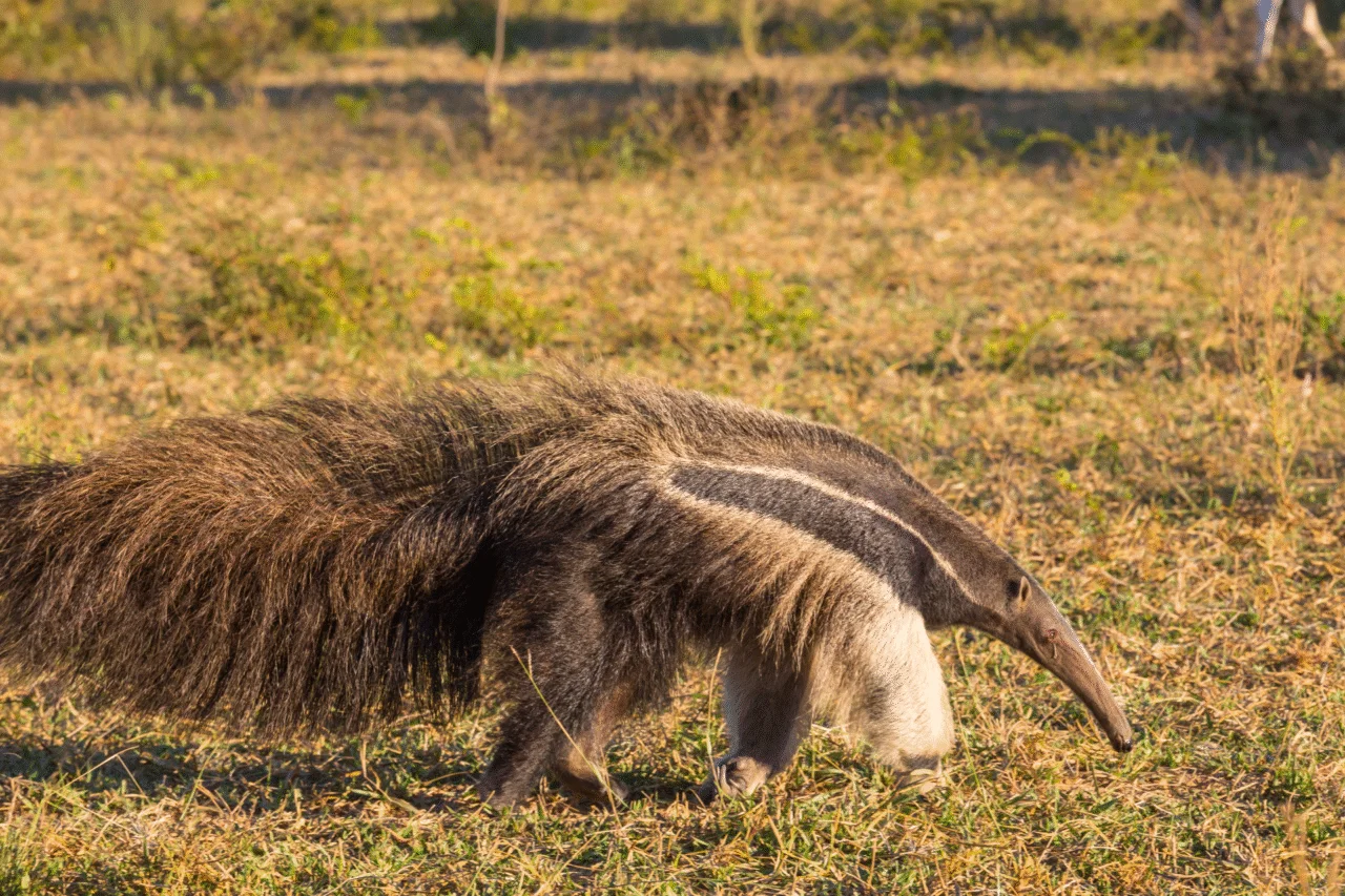 Curiosidades sobre o tamanduá-bandeira: o guardião discreto dos campos e florestas 3 Curiosidades sobre o tamanduá-bandeira: o guardião discreto dos campos e florestas