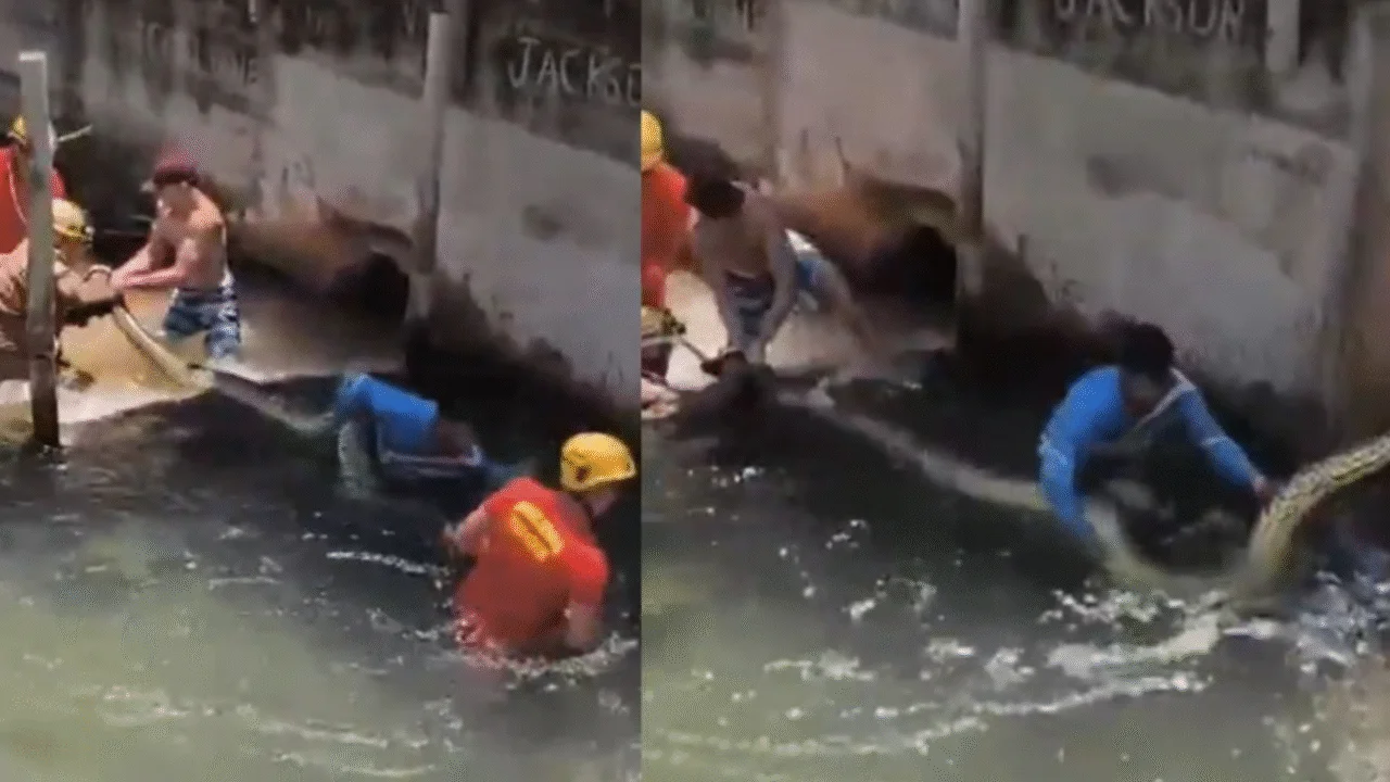 Bombeiros retiram sucuri de cinco metros encontrada em resort 3 Sucuri gigante de cinco metros é resgatada por bombeiros em resort de Rio Quente, Goiás, após ser encontrada escondida em estrutura de concreto.
