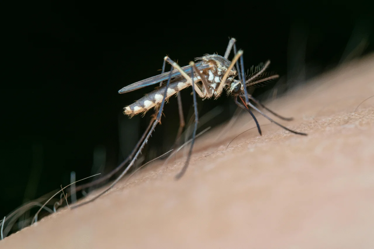 Islândia registra presença de mosquitos pela primeira vez na história 3 Mosquitos foram registrados pela primeira vez na Islândia, resultado do avanço do aquecimento global e da mudança nas condições climáticas.