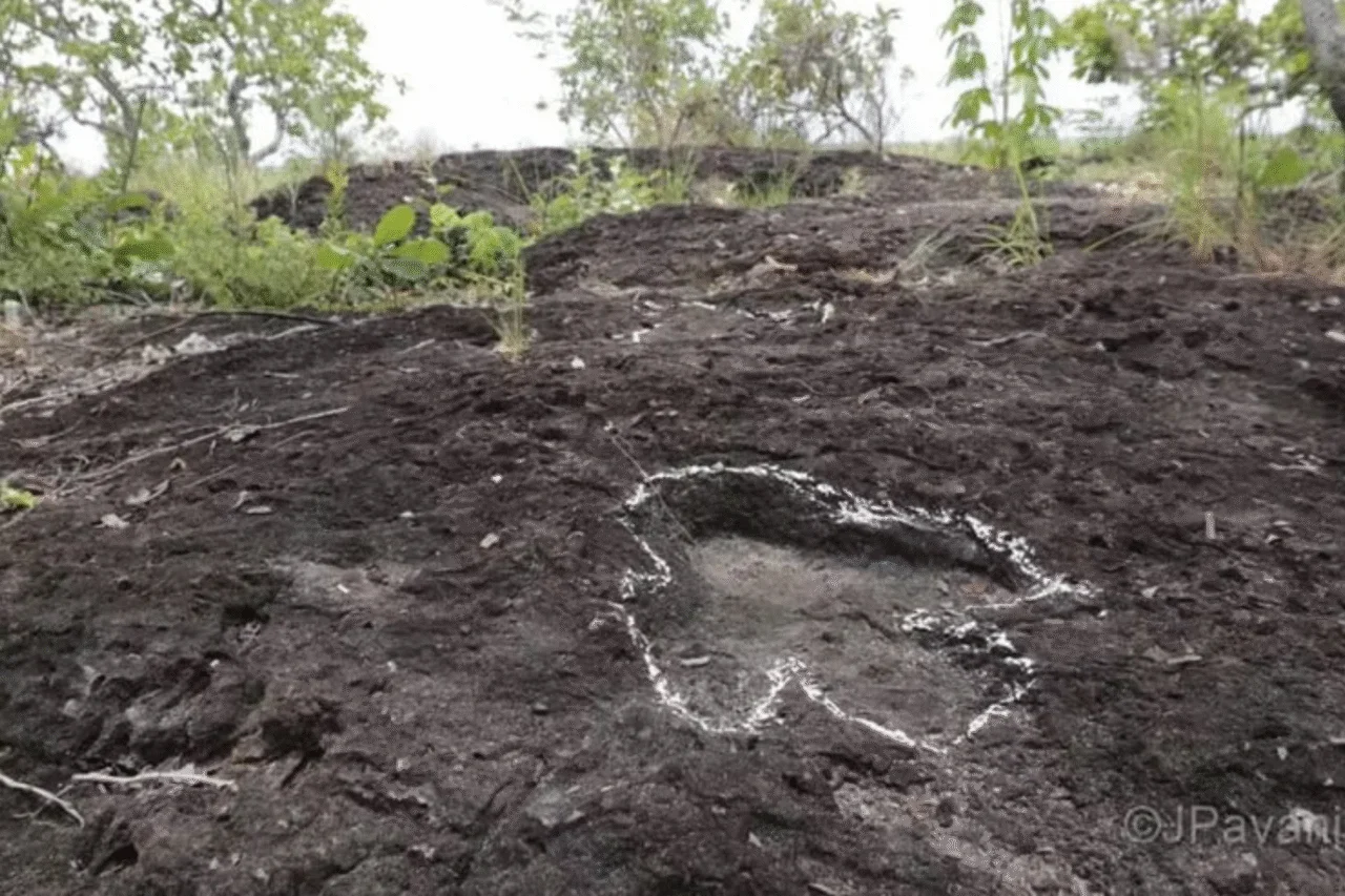 Pegadas de dinossauros são encontradas na Amazônia 1 Pegadas de dinossauros são encontradas na Amazônia