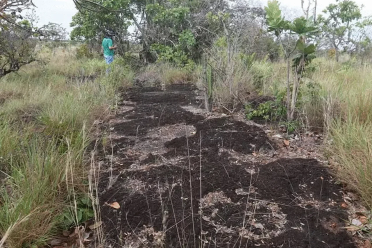 Pegadas de dinossauros são encontradas na Amazônia 3 Pegadas de dinossauros são encontradas na Amazônia