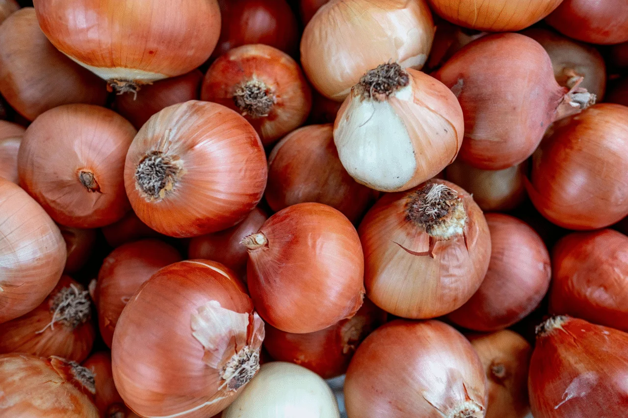 Santa Catarina inicia colheita da cebola com expectativa de crescimento e projeção de preços mais favoráveis 15 crys 5 4