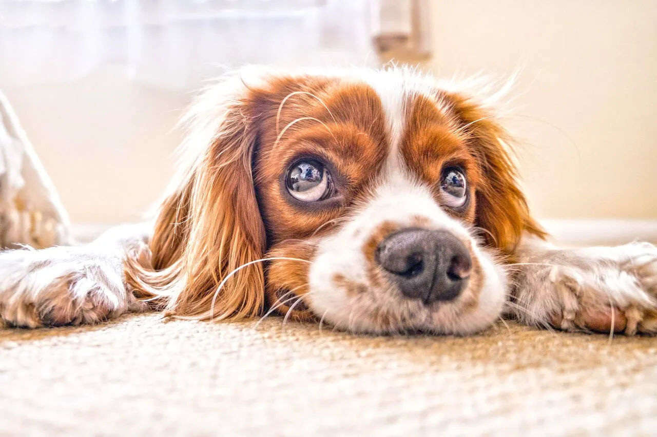 puppy 2785074 1920