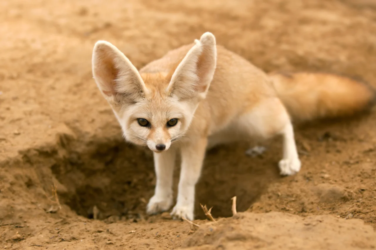 Raposas: 12 curiosidades fascinantes sobre o animal que mistura mistério, astúcia e beleza 3 Raposas: 12 curiosidades fascinantes sobre o animal que mistura mistério, astúcia e beleza