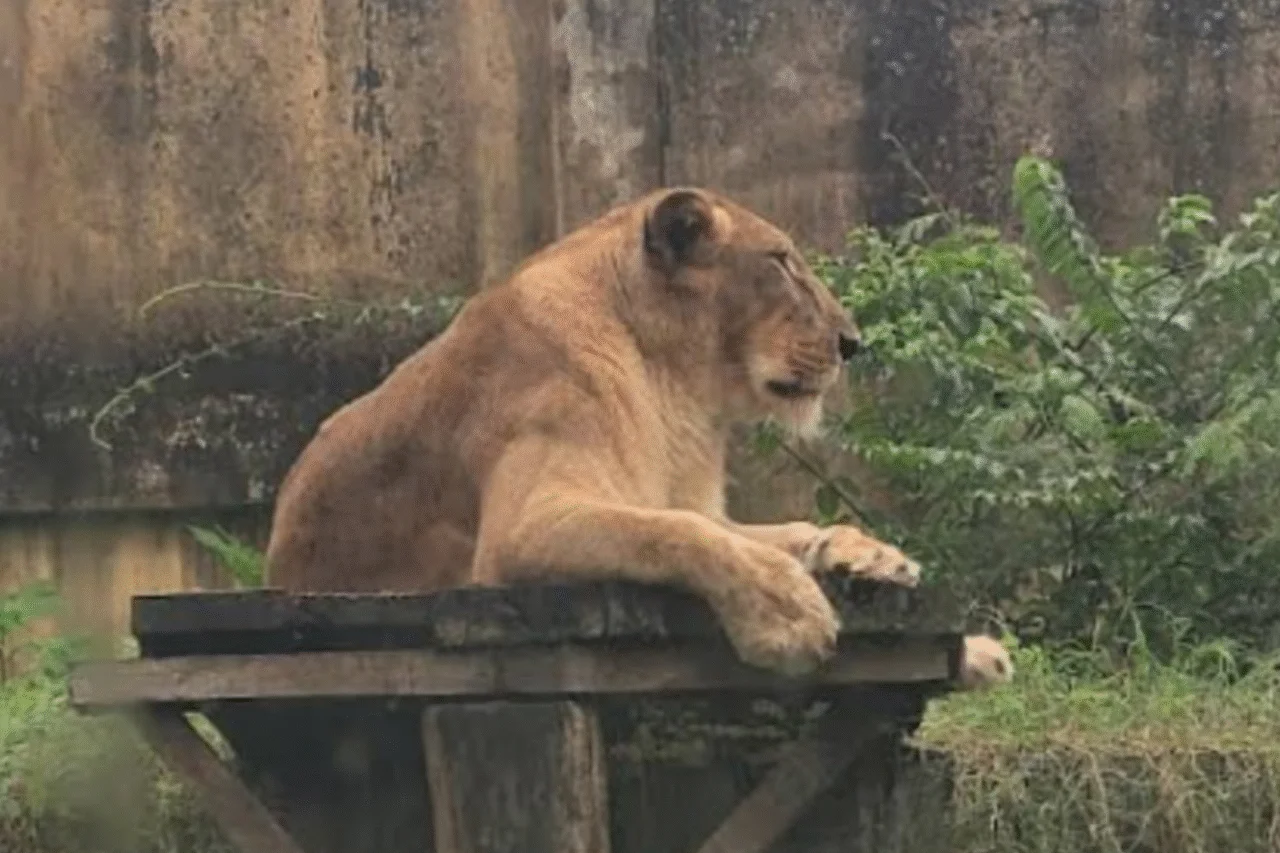 Jovem morre após invadir recinto de leoa no Parque da Bica 4 crys 10