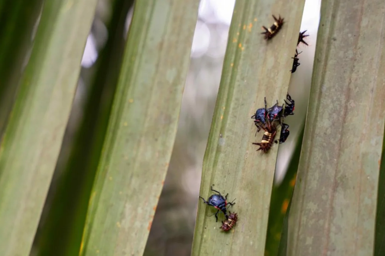 Agronegócio amplia uso de soluções naturais para controle de pragas e redução de custos 11 Soluções Baseadas na Natureza ganham espaço no agronegócio brasileiro, reduzem custos, eliminam inseticidas e ampliam competitividade no mercado internacional.