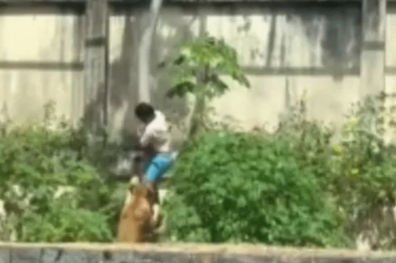 Jovem morre após invadir recinto de leoa no Parque da Bica 1 crys 8