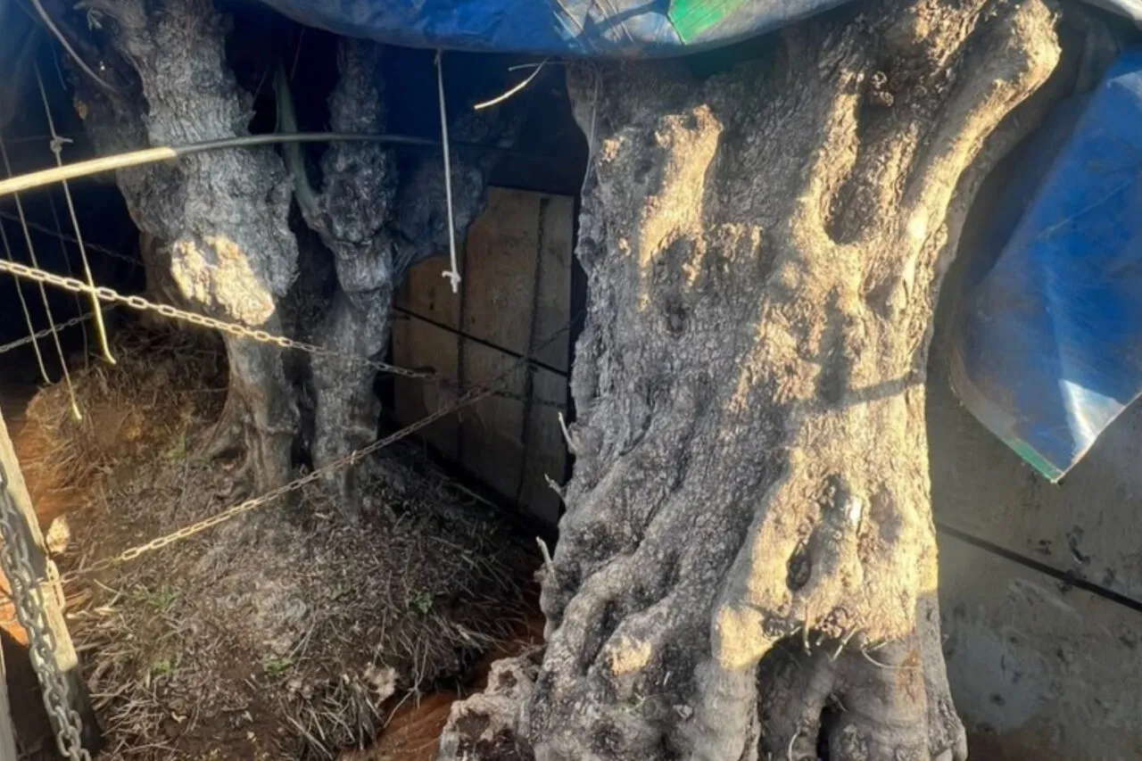 Caminhão com 6 oliveiras contrabandeadas da Argentina é apreendido em Santo Antonio do Sudoeste 3 A apreensão ocorreu na manhã desta quinta-feira, quando o caminhão trafegava em uma rota ilegal nas proximidades da fronteira com a Argentina