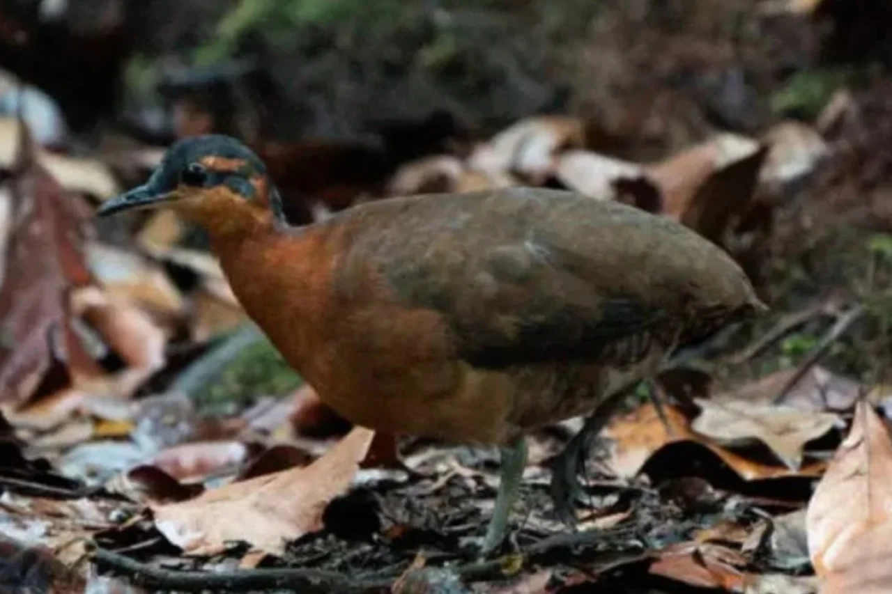 Ave amazônica semelhante ao dodô acende alerta de extinção 1 image 3