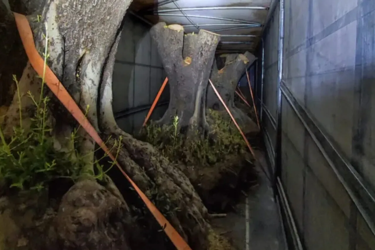 Caminhão com 6 oliveiras contrabandeadas da Argentina é apreendido em Santo Antonio do Sudoeste 1 jmk7y